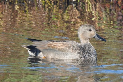 canard chipeau Anatidae