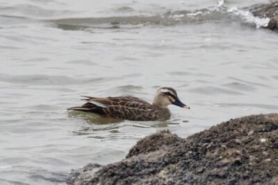 canard de Chine Anatidae