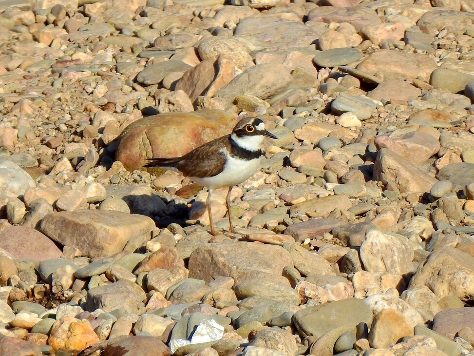 Charadrius dubius