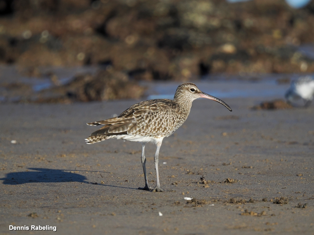 Numenius phaeopus
