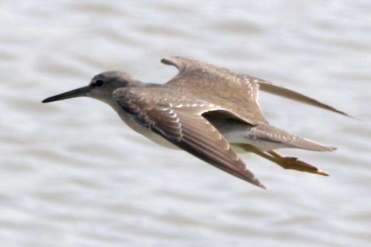 Tringa brevipes - chevalier de Sibérie