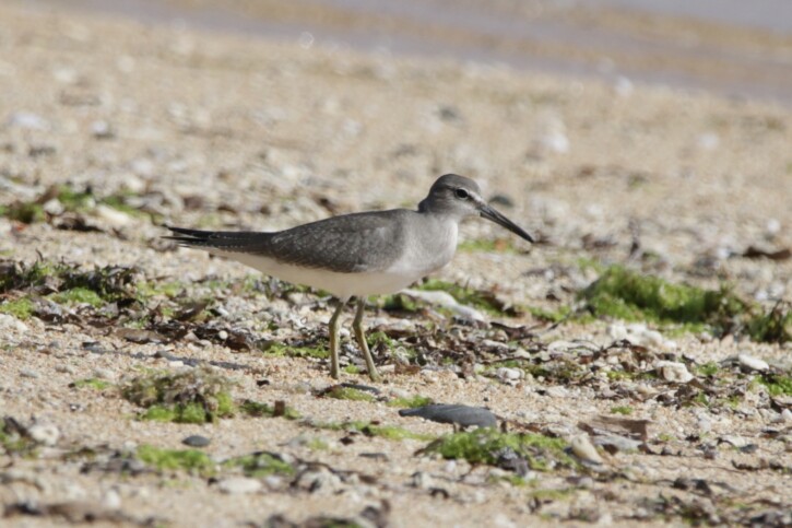 Tringa brevipes - chevalier de Sibérie