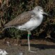 picture of Tringa nebularia