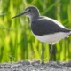 picture of Tringa ochropus