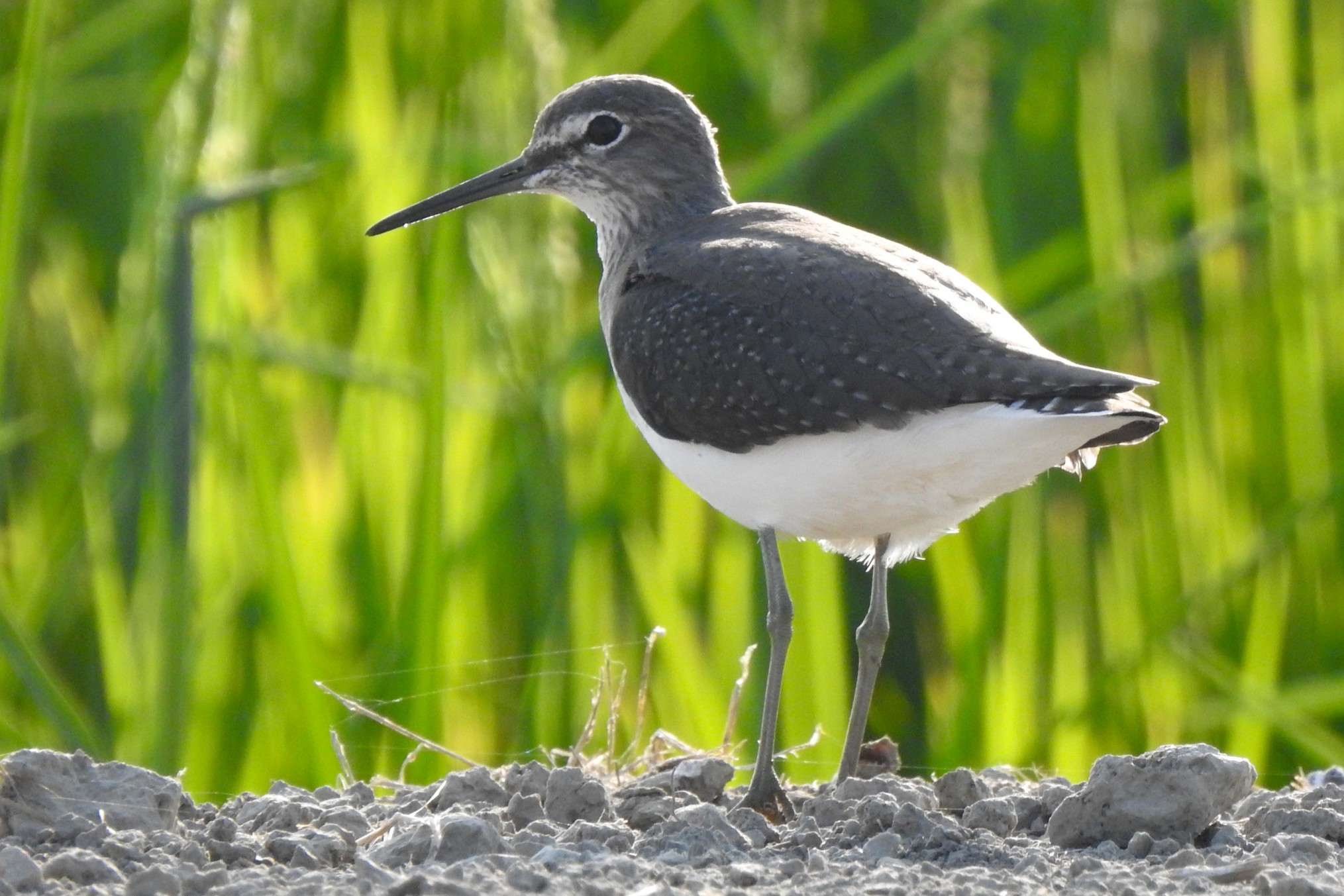 Tringa ochropus