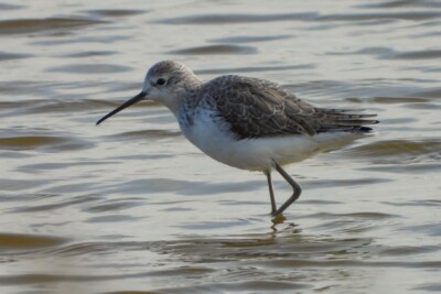 chevalier stagnatile Scolopacidae