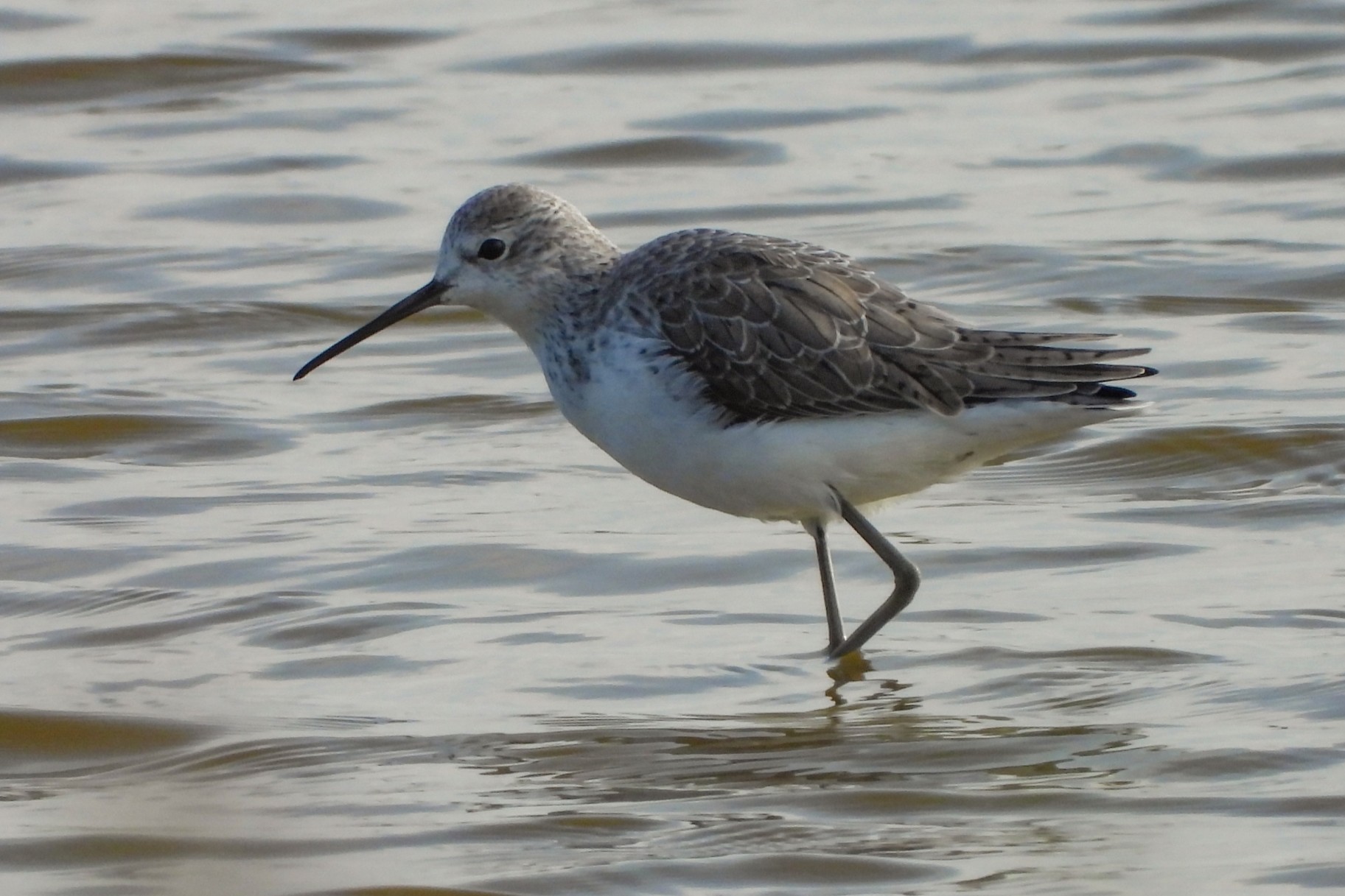 Tringa stagnatilis