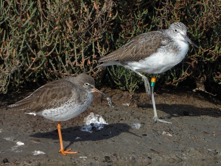 Tringa totanus