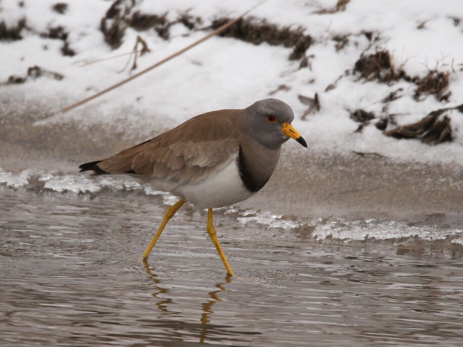 Vanellus cinereus