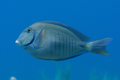 chirurgien zébré Acanthuridae