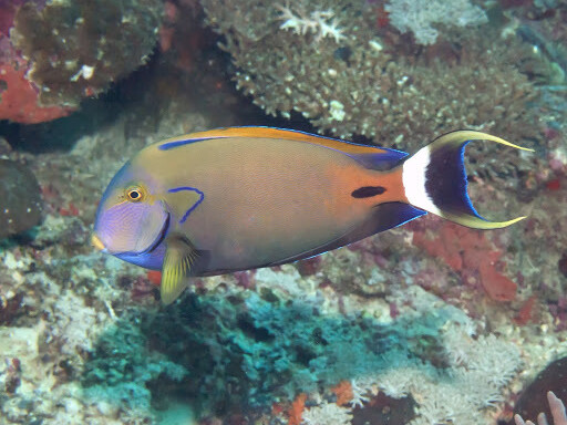 Acanthurus fowleri