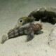 picture of Blennius ocellaris