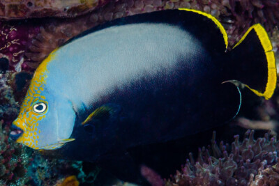 ange marin à dos noir Pomacanthidae