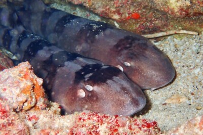 Espèce : Chiloscyllium plagiosum