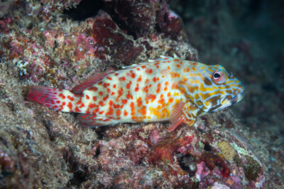 épervier de corail Cirrhitidae