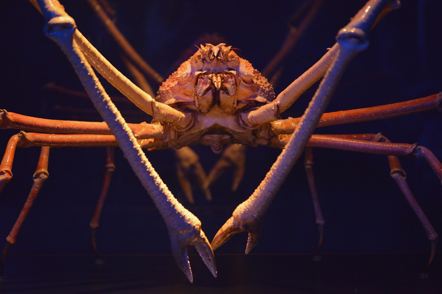Macrocheira kaempferi