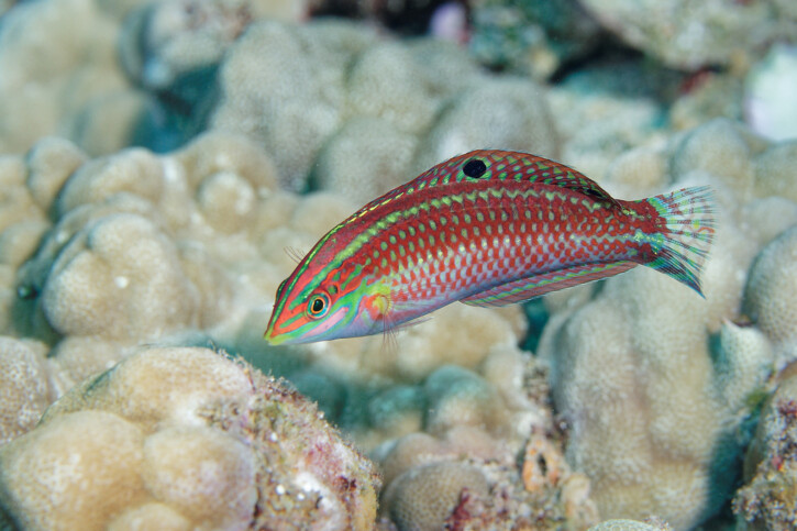 Halichoeres ornatissimus - labre orné