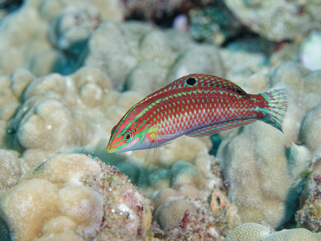 Halichoeres ornatissimus
