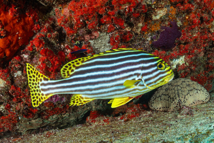 Plectorhinchus vittatus - gaterin rayé