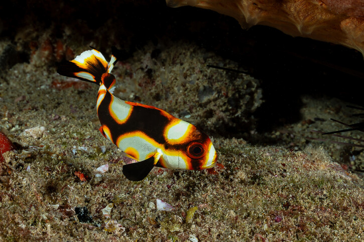 Plectorhinchus vittatus - gaterin rayé