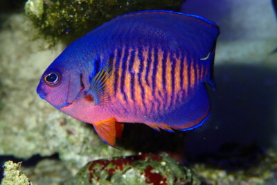 poisson-ange nain à deux épines Pomacanthidae