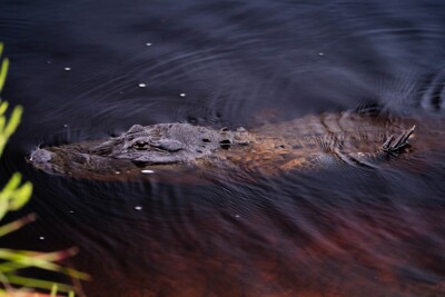 Alligator d'Amérique Alligatoridae