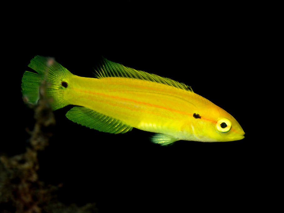 Bodianus bimaculatus