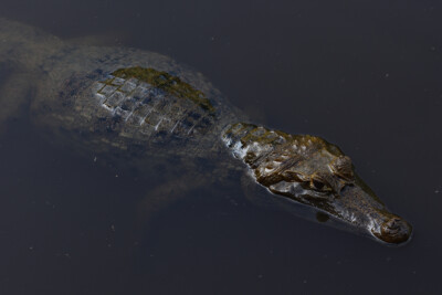 Caïman à lunettes Alligatoridae