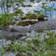 picture of Caiman latirostris