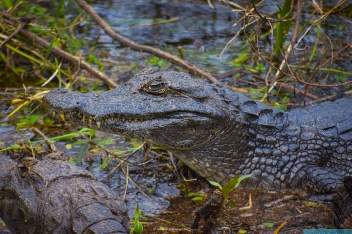 Caiman yacare - caïman yacare