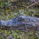 picture of Caiman yacare