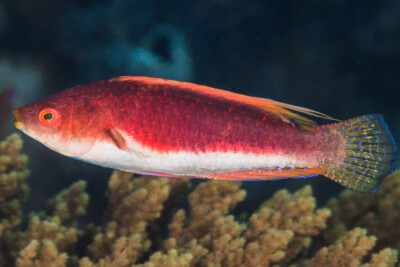 labre nain filamenteux Labridae