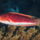 picture of Cirrhilabrus filamentosus