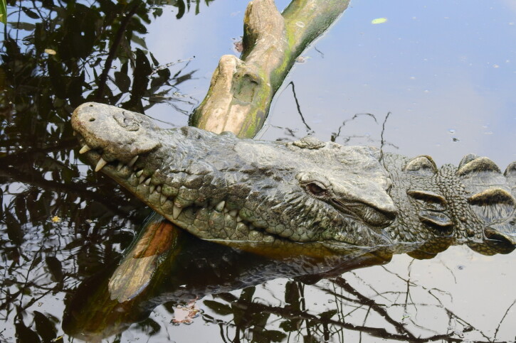 L’Homme face au crocodile : une menace millénaire