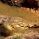 picture of Crocodylus intermedius