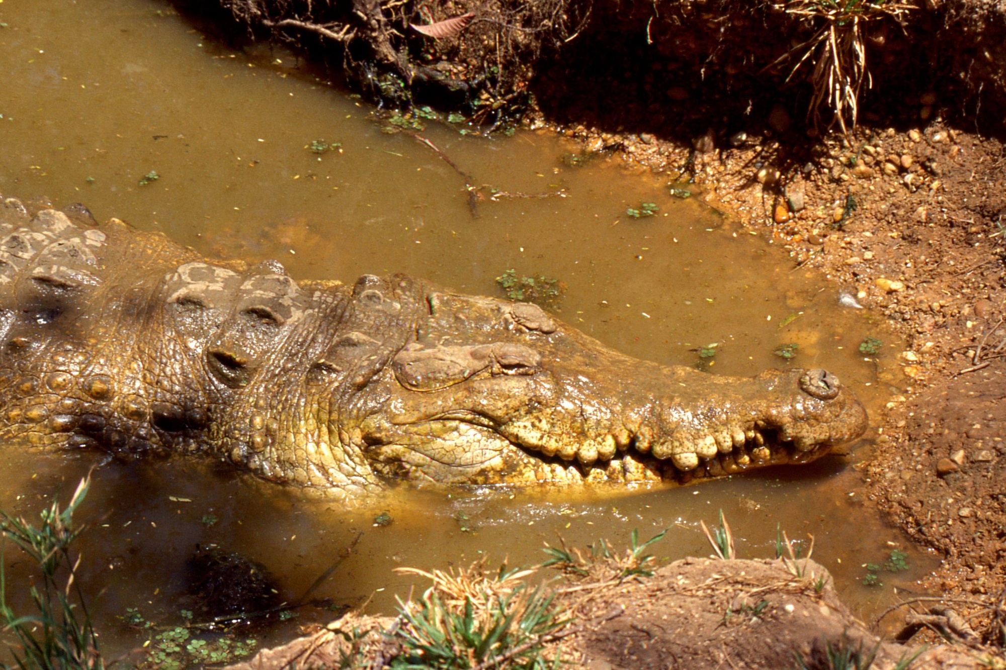Crocodylus intermedius