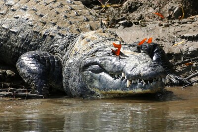 Crocodile de Morelet Crocodylidae