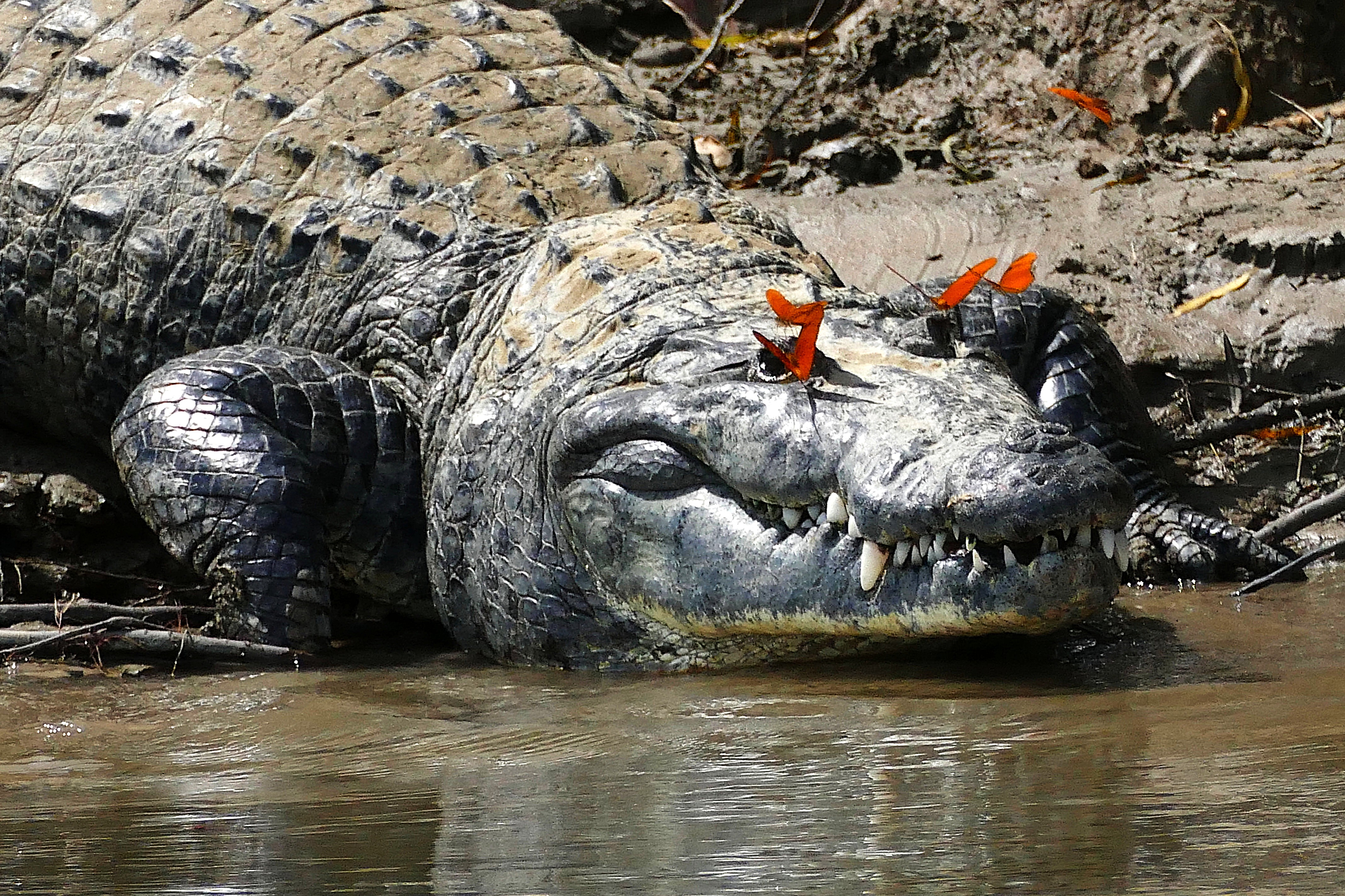 Crocodylus moreletii