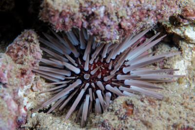 oursin perforant Echinometridae