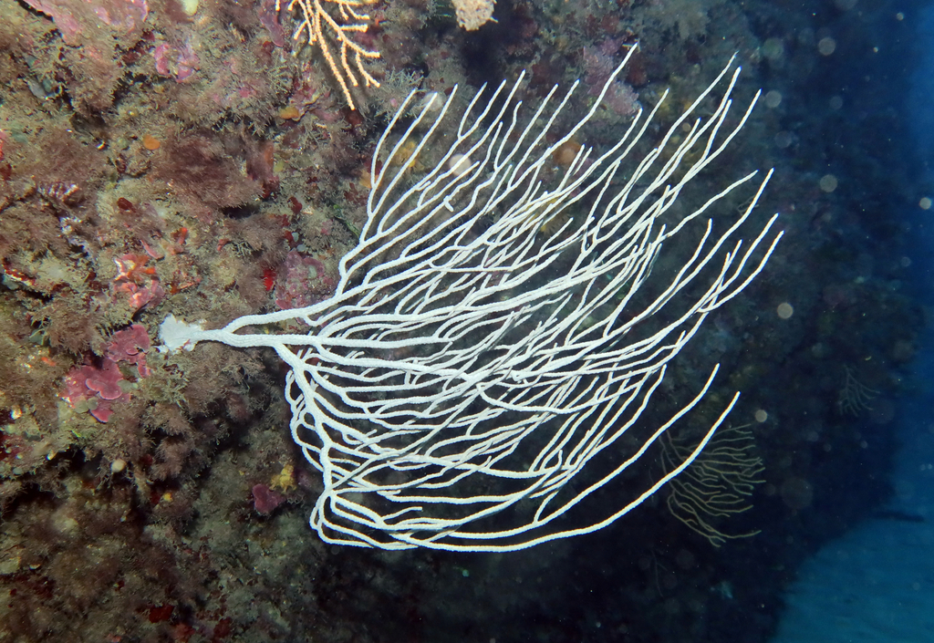 Eunicella singularis