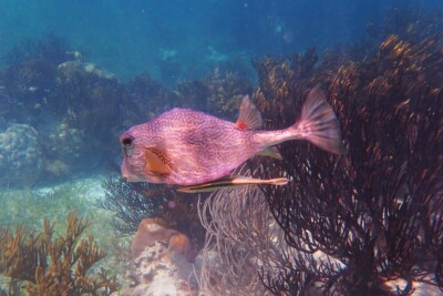 poisson-coffre buffle Ostraciidae