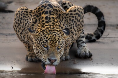 jaguar Felidae
