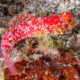 picture of Synchiropus moyeri