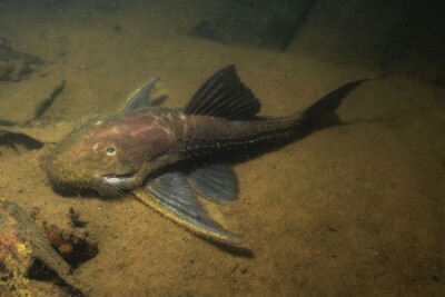 Acanthicus hystrix Loricariidae