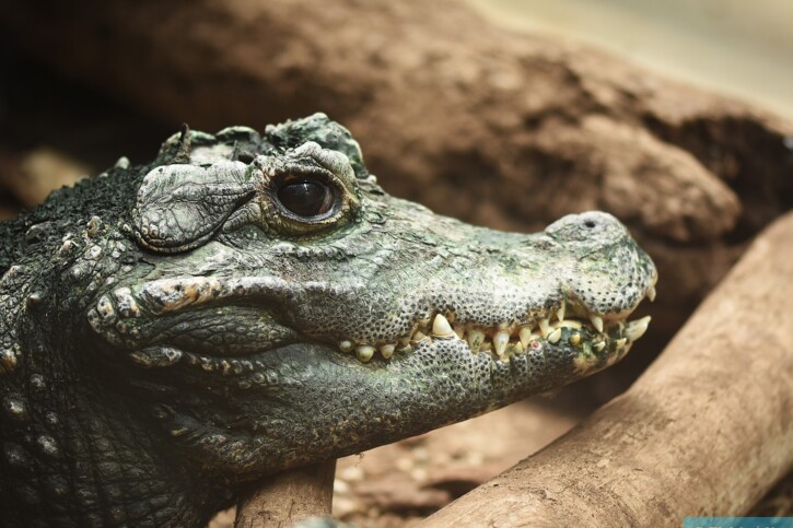 Le monde des reptiles : comment s'y retrouver dans la diversité des espèces ?