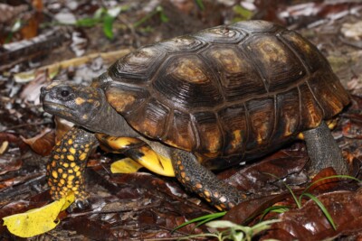 Espèce : tortue charbonnière à pattes jaunes