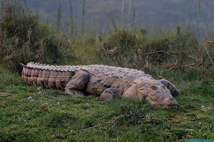 Crocodylus palustris - crocodile des marais