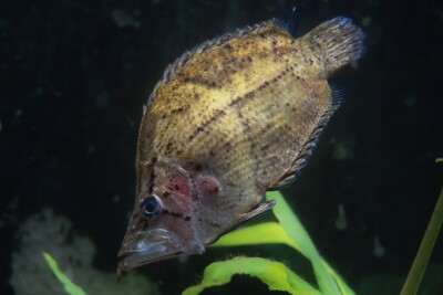 Poisson feuille amazonien Polycentridae