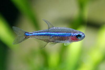 faux-néon Characidae