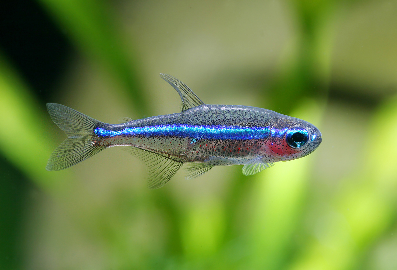Paracheirodon simulans